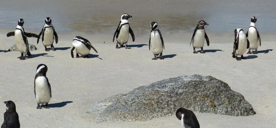 Cape Town Private Landmarks Tour Experience-5