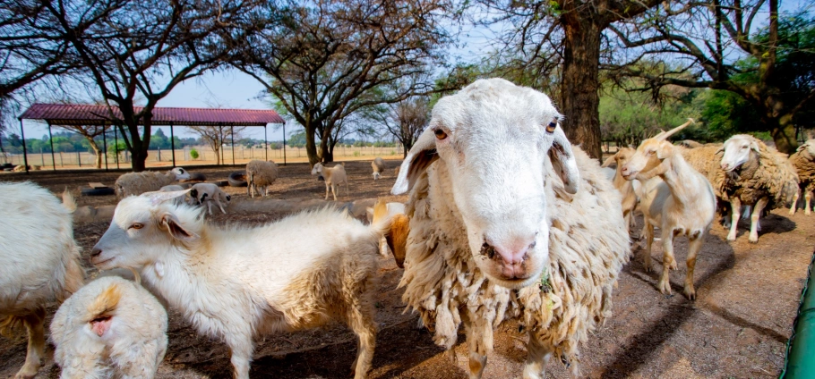 Gauteng Farm Tour Experience For Two