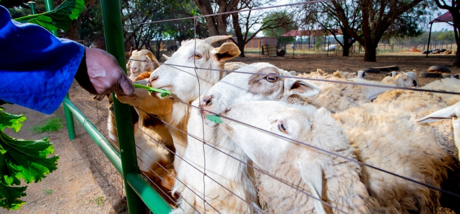 Gauteng Farm Tour Experience For Two-2