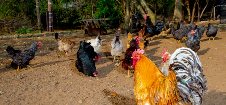 Gauteng Farm Tour Experience For Two-4