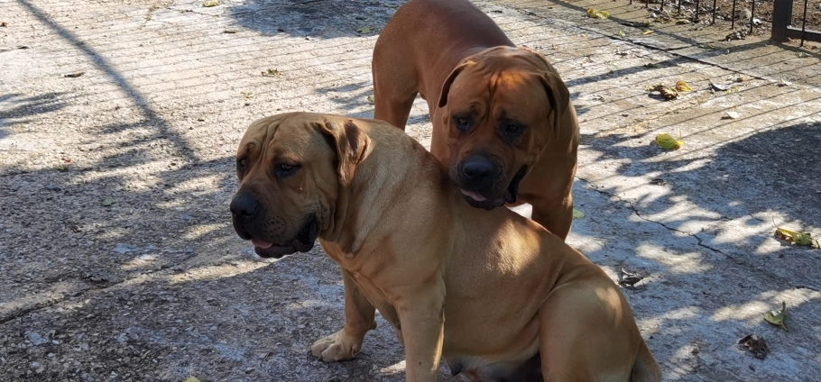 Gauteng Farm Tour Experience For Two-5