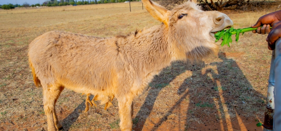 Gauteng Farm Tour Experience For Two-7