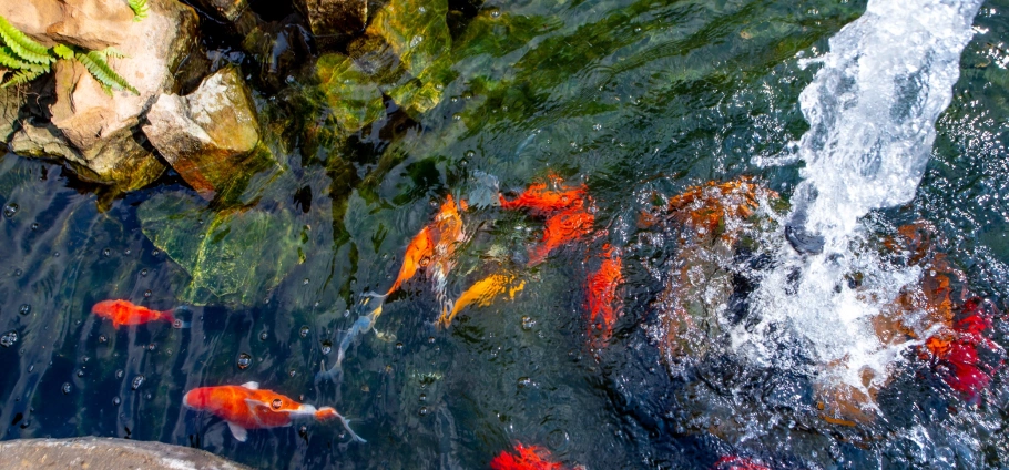 Gauteng Farm Tour Experience For Two-8