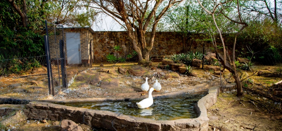 Gauteng Farm Tour Experience For Two-9