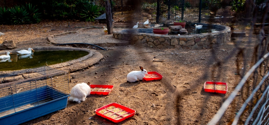 Gauteng Farm Tour Experience For Two-11