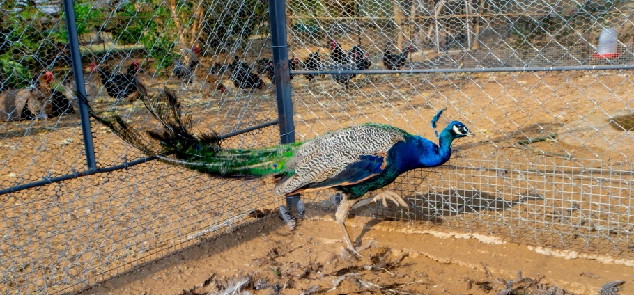 Pretoria Farm Tour Experience For Two