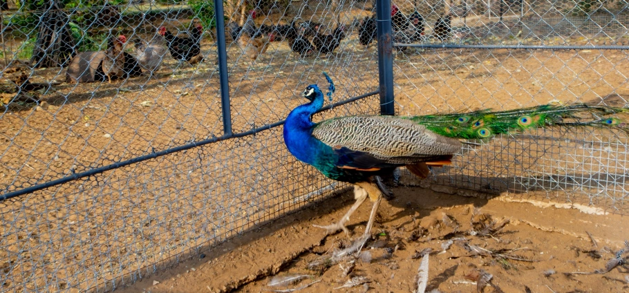 Pretoria Farm Tour Experience For Two-3